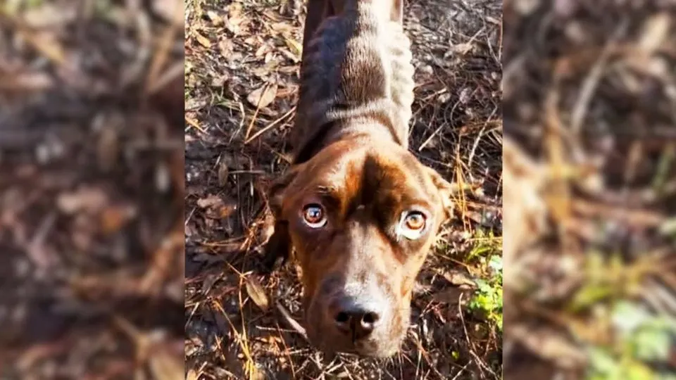 A-Precious-Pup-Whose-Eyes-Were-Filled-With-Sadness-Gets-Rescued-From-A-Heartless-Owner