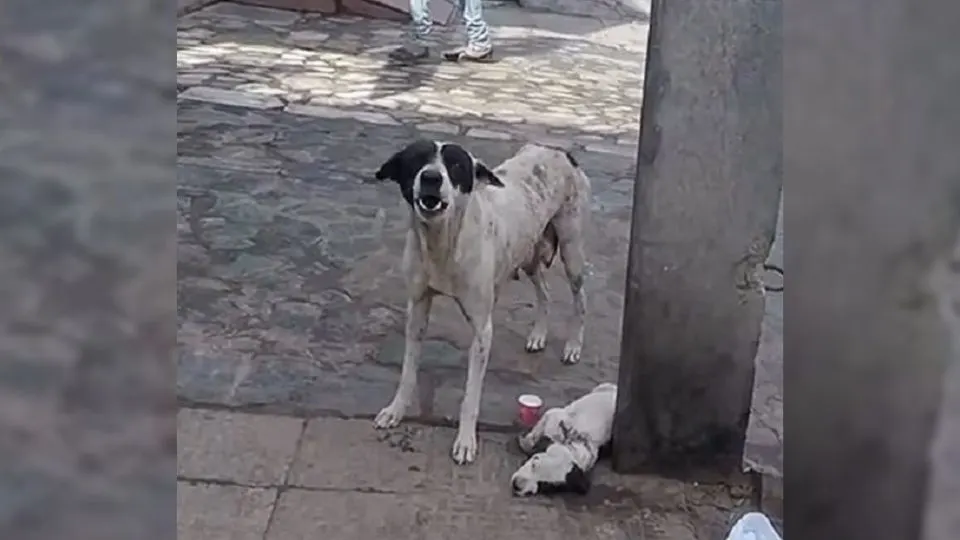 A-Scared-Mama-Dog-Kept-Crying-For-Help-Until-Rescuers-Stepped-In-To-Save-Her-Injured-Little-Baby