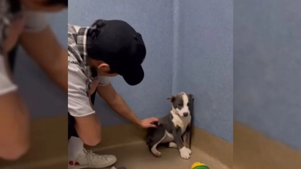 A-Stray-Who-Couldnt-Even-Look-At-Her-Rescuers-In-The-Eyes-Finds-Out-What-Its-Like-To-Be-Loved