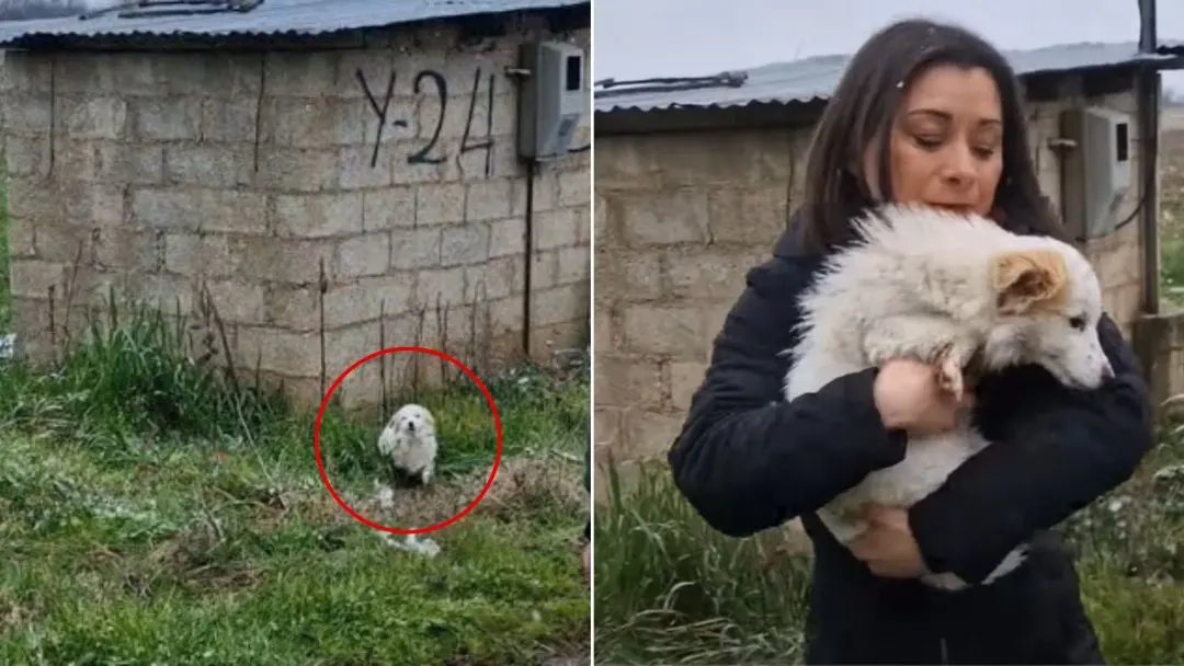 A-Sweet-Stray-Dog-Struggles-To-Survive-In-The-Cold-Winter-But-Then-His-Rescuers-Arrived-To-Help