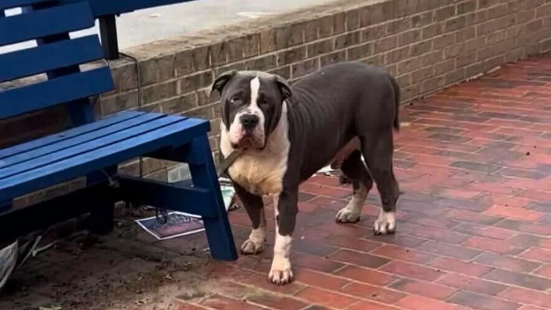An-Abandoned-And-Heartbroken-Pup-Tied-To-A-Bench-Hopes-That-Someone-Will-Notice-Him