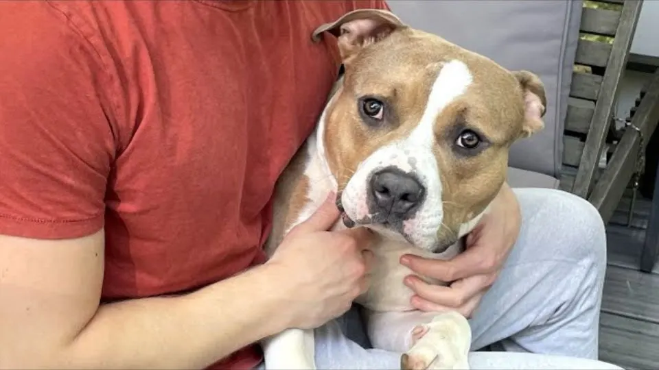 An-Affectionate-And-Loyal-Pup-Surrendered-To-A-Shelter-Hopes-To-Find-Humans-Who-Will-Never-Give-Up-On-Him