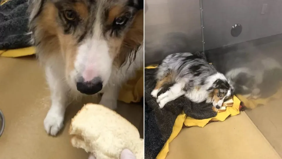 Brilliant-Doggo-Outwitted-His-Vets-Who-Tried-To-Fool-Him-With-Pill-Filled-Sandwiches