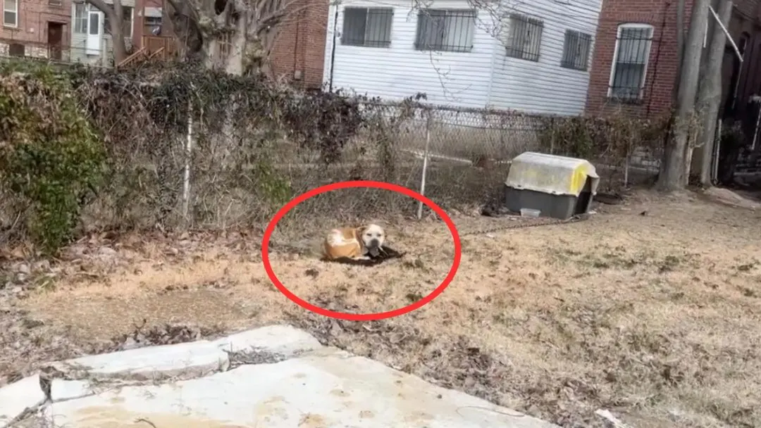 Dog-Chained-Behind-An-Abandoned-House-Overjoyed-When-Rescuers-Save-Him-From-Freezing