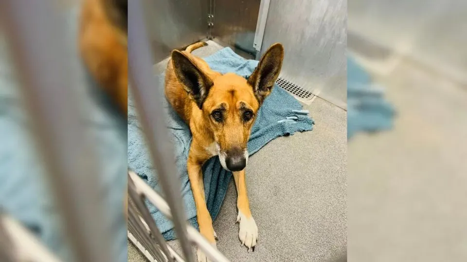 Dog-Was-Devastated-When-His-Family-Surrendered-Him-To-A-Shelter-Where-They-First-Met-Him