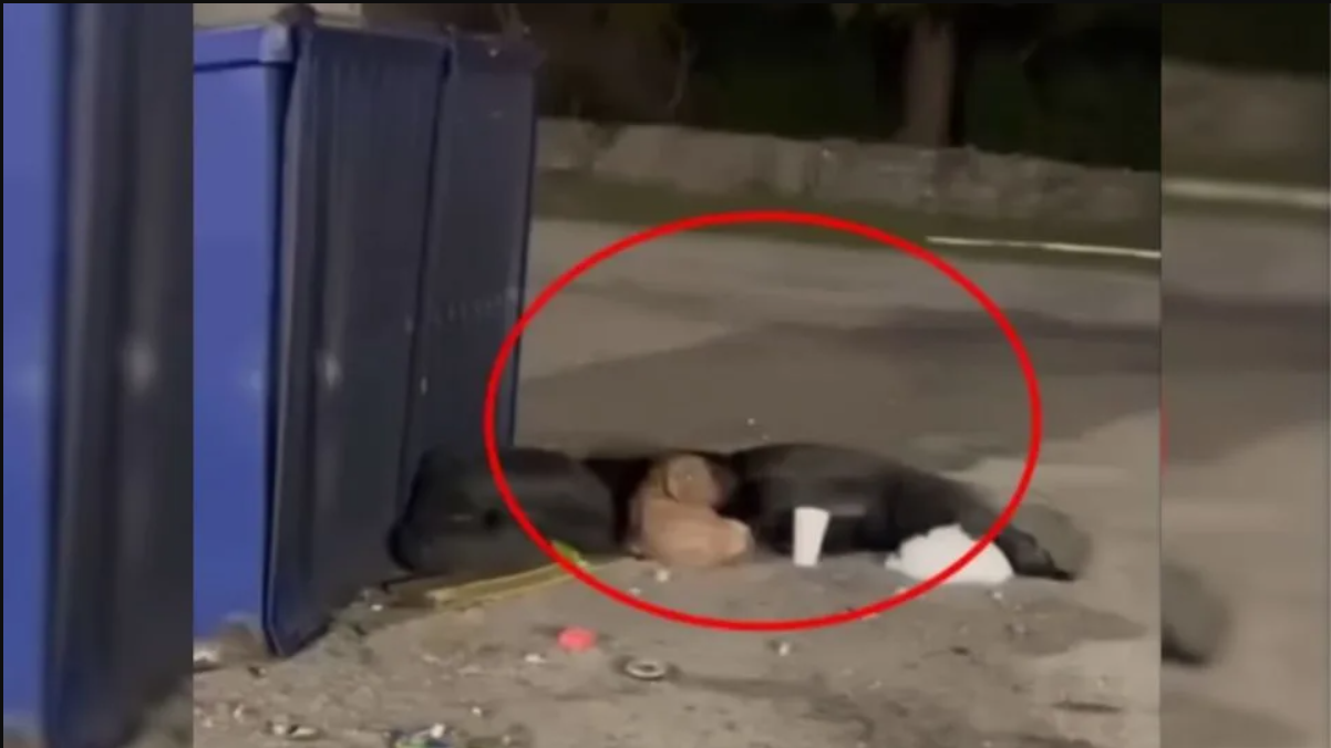 Dog Who Could Barely Move His Legs Managed To Recover With The Help Of Some Amazing People