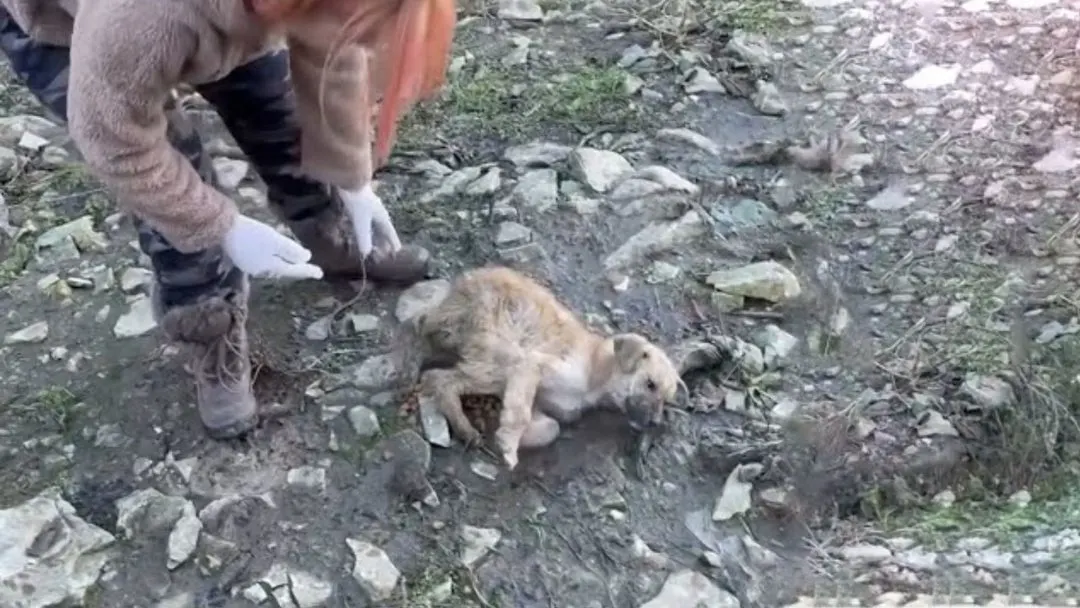 Dog-Who-Was-Stranded-On-A-Mountain-Proves-Her-Vets-Wrong