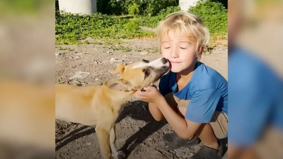 Five-Year-Old-Boy-Hugs-The-Sweet-Puppies-Dumped-Under-A-Bridge-And-Asks-His-Mom-To-Rescue-Them