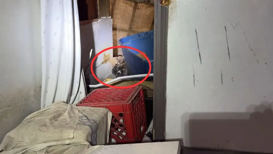 Freezing-Mom-Dog-And-Her-Puppies-Saved-At-The-Last-Minute-From-An-Abandoned-House