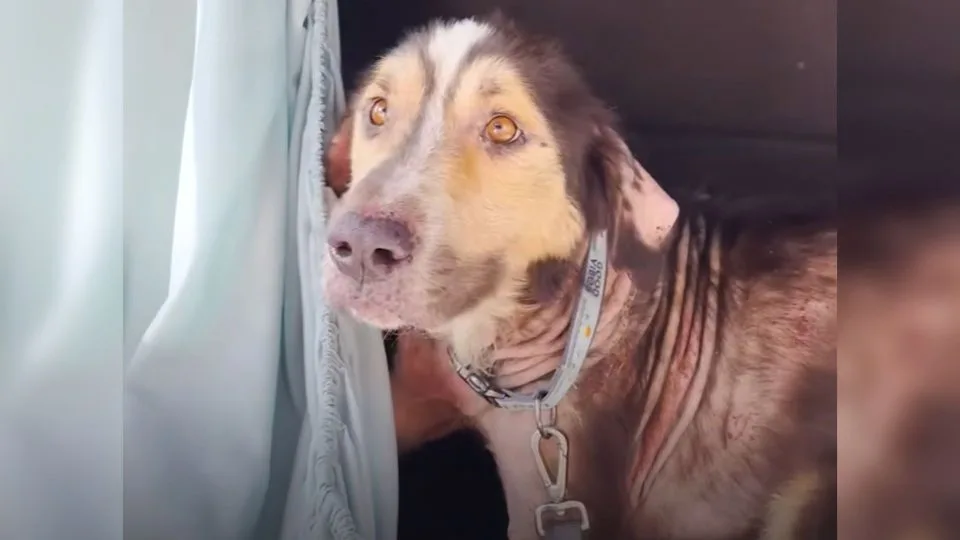 Friendly-Stray-Dog-Jumps-Into-A-Womans-Car-And-Chooses-To-Be-Her-Companion-Forever