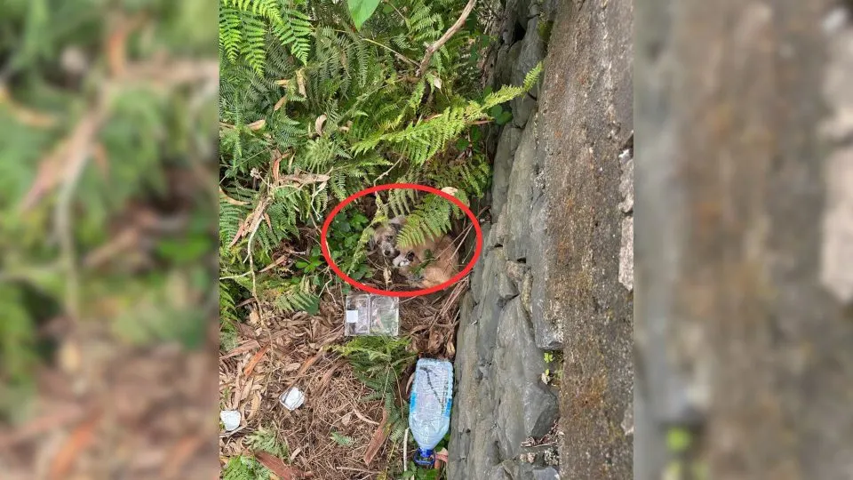 Frightened-Mother-Hid-Her-Puppies-From-People-Until-Two-Big-Hearted-Women-Arrived