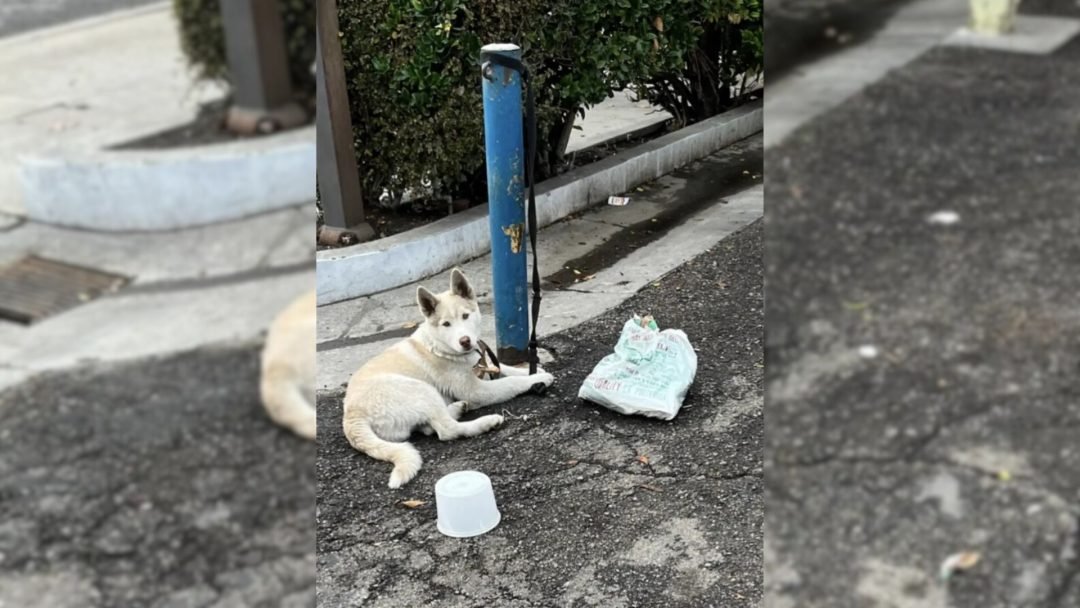 Gorgeous-White-Puppy-Was-Tied-To-Pole-For-Days-Until-Kind-Hearted-People-Saved-Him