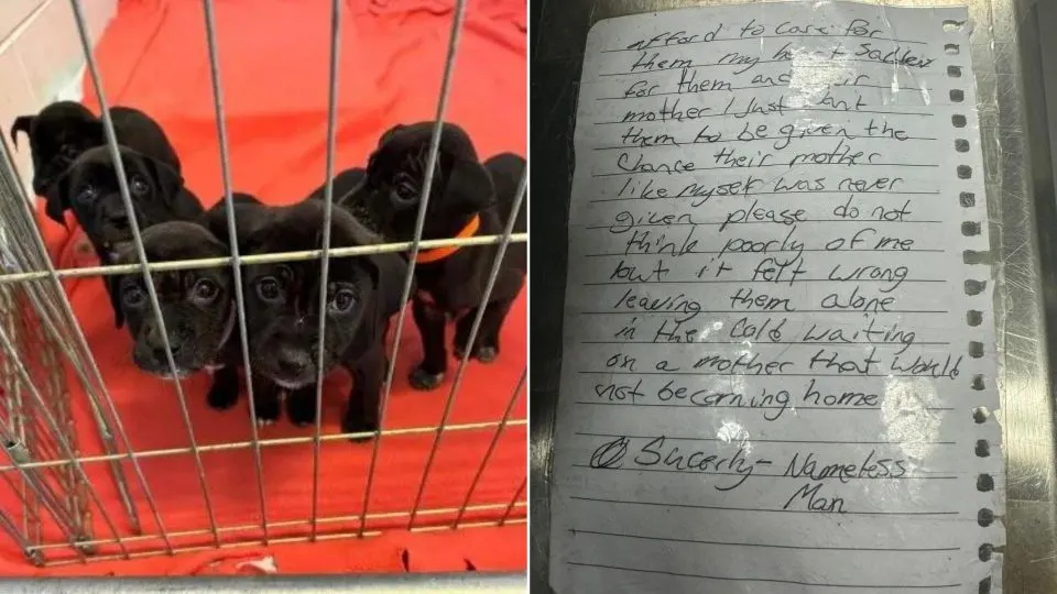 Homeless-Man-Leaves-Puppies-In-Front-Of-Shelter-With-Heartbreaking-Note