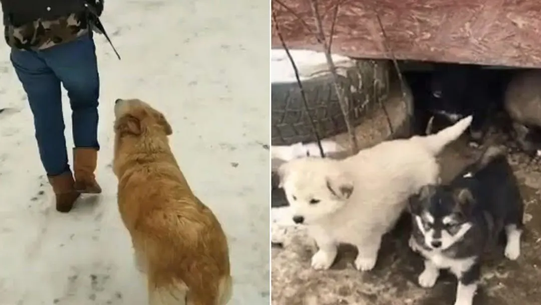 Mama-Dog-Kindly-Asked-Strangers-To-Rescue-Her-And-Her-Puppies-From-The-Freezing-Cold-Weather