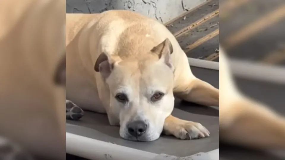 Man-Adopts-A-Dog-Living-In-A-Junkyard-And-Discovers-A-Heartbreaking-Surprise