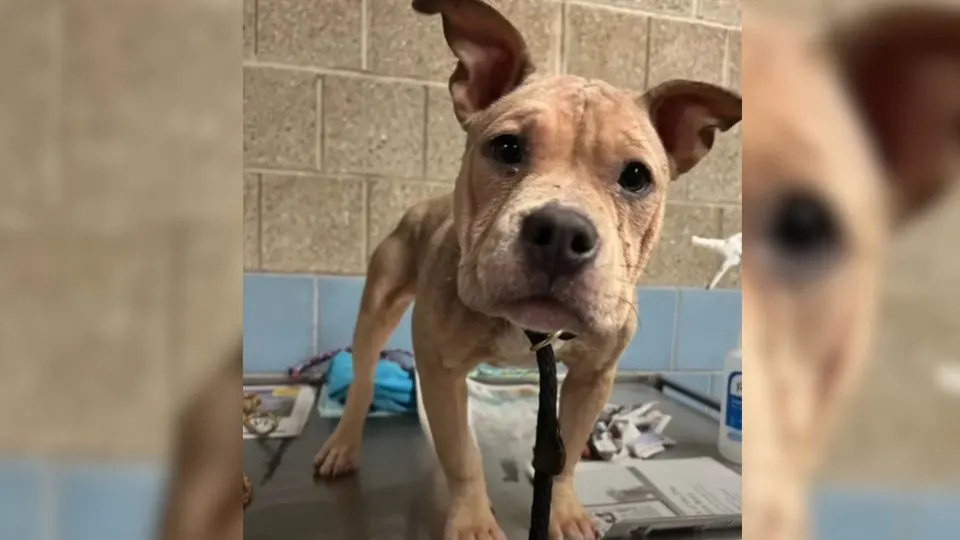 Mangy-And-Deaf-Dog-Dumped-In-A-Dumpster-Is-Now-The-Happiest-Girl-Alive