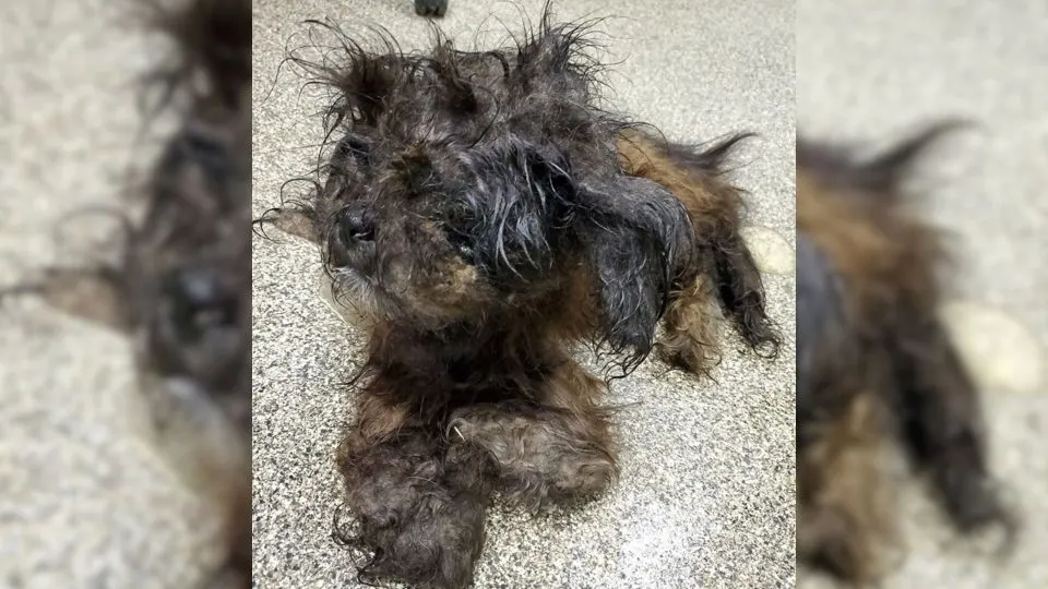 Mystery-Animal-Brought-To-The-Shelter-Left-Everybody-Confused