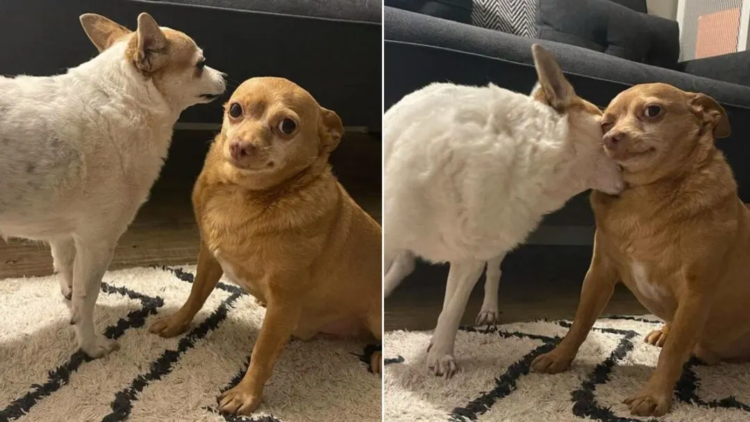 Rescue-Chihuahua-Has-The-Funniest-Look-That-Makes-Everyone-Smile-Instantly