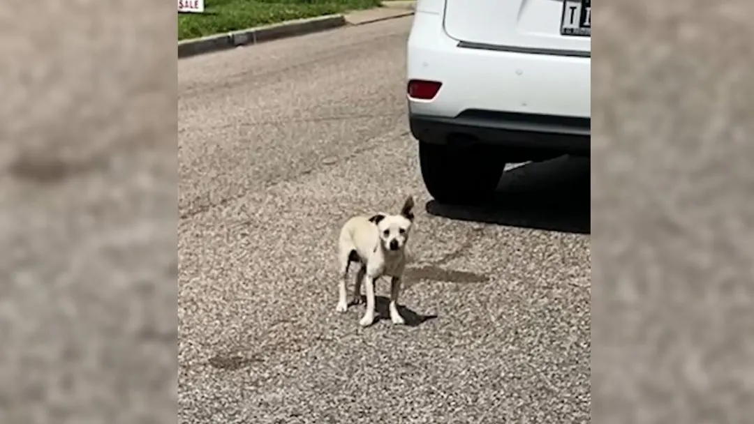 Rescuer-Noticed-Something-Was-Off-About-A-Stray-Dog-She-Saw-So-She-Decided-To-Help-Him