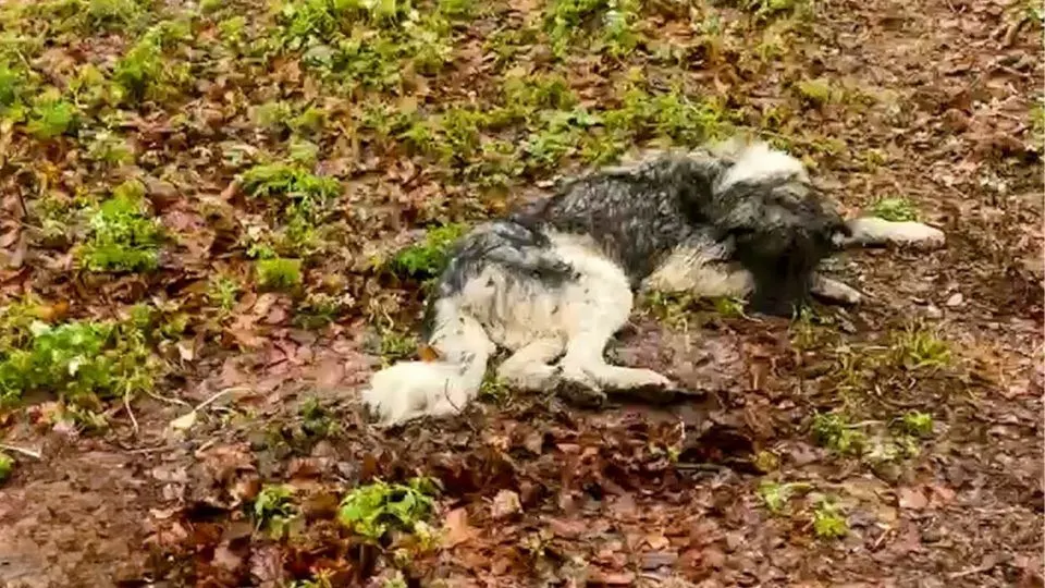 Rescuers-Discover-A-Dog-Lying-On-The-Frozen-Ground-Moments-Before-The-Inevitable-Happens
