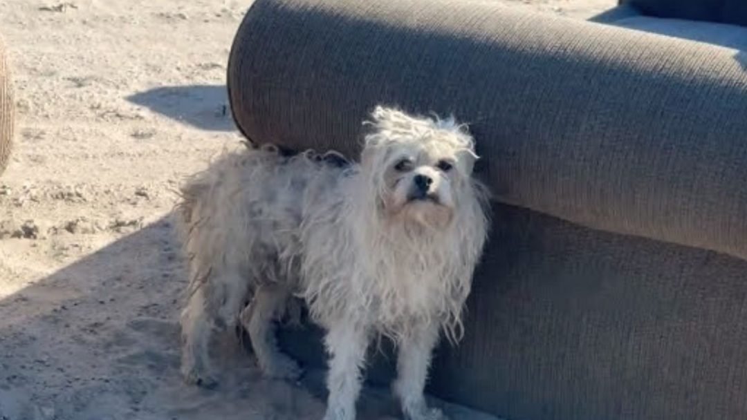 Rescuers-From-California-Were-Shocked-To-Find-A-Stray-Dog-Living-Miles-Away-From-Any-Civilization