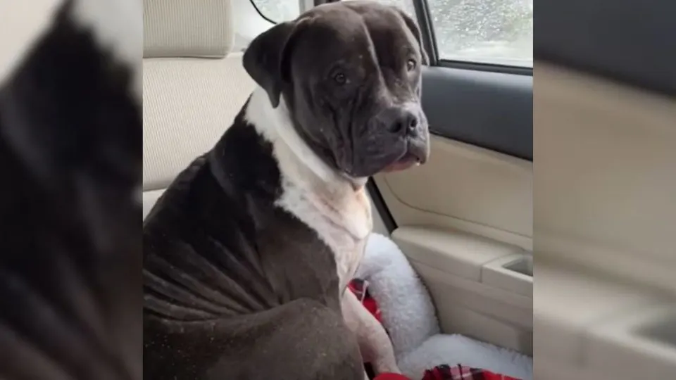 Sad-Dog-Covered-In-Bite-Wounds-Overcomes-Past-Trauma-With-The-Help-Of-His-New-Mom