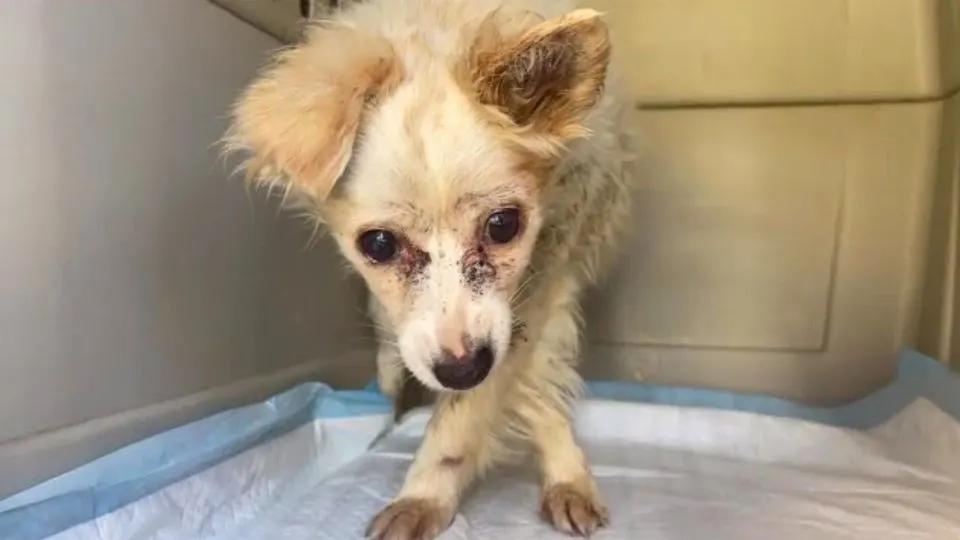 Severely-Aggressive-Dog-Set-To-Be-Euthanized-Learns-What-Love-Is-For-The-First-Time