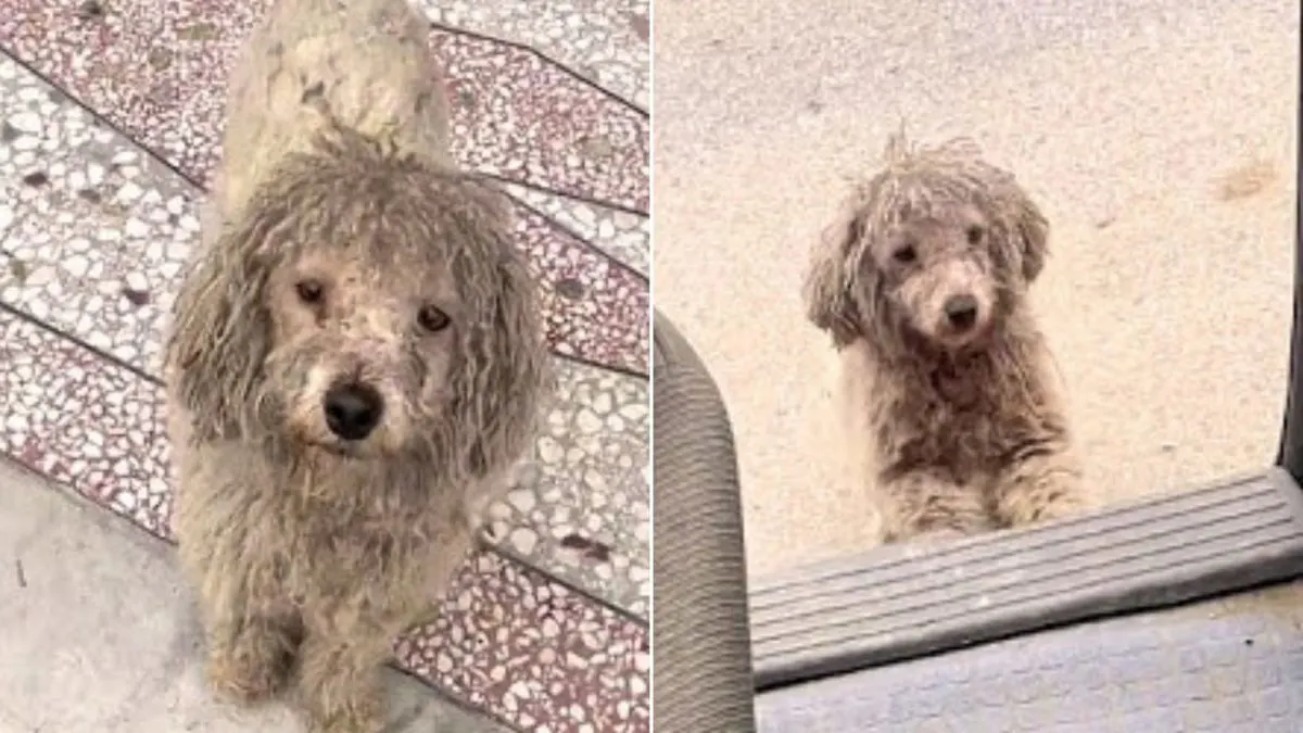 Severely-Matted-Stray-Pup-Doesnt-Let-Hooman-Drive-Away-Without-Him