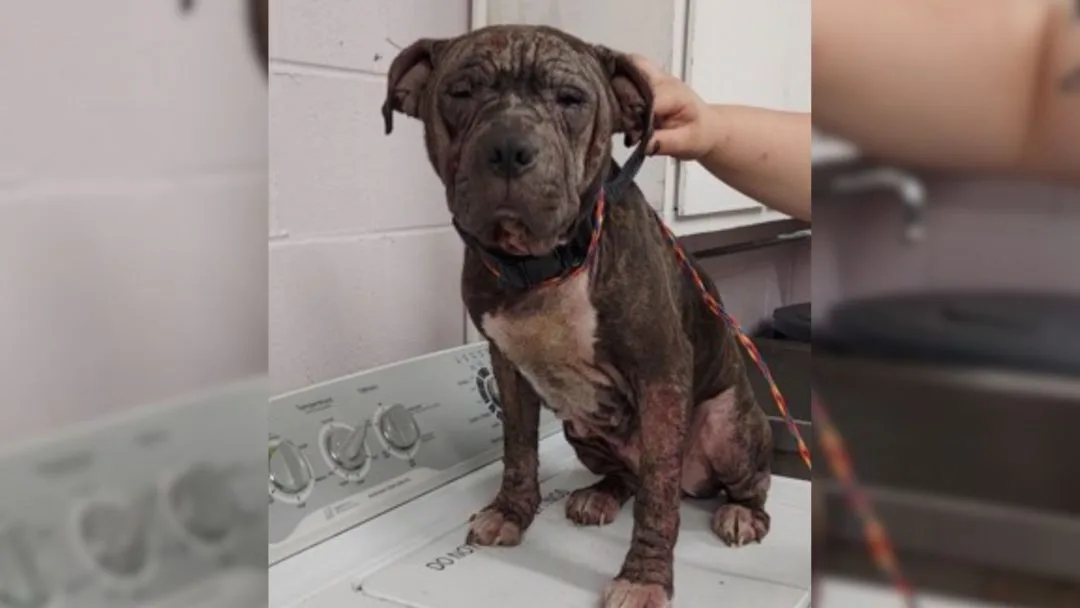 Shelter-Staff-Was-Unable-To-Detect-Rescue-Dogs-Breed-Due-To-Her-Severe-Condition