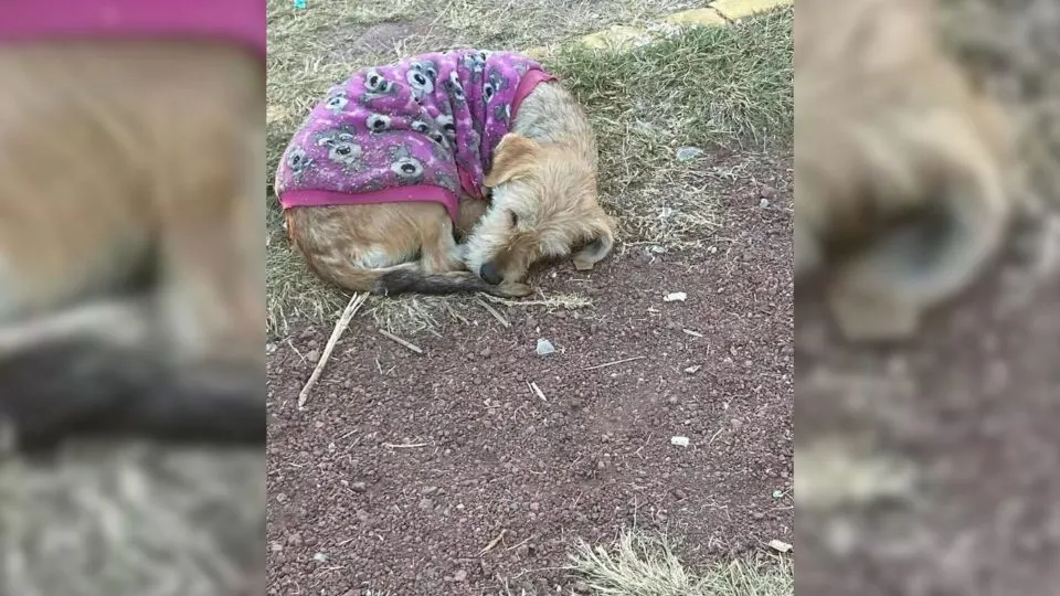 Stray-Dog-Who-Was-Curled-Up-In-A-Purple-Sweater-Patiently-Waits-For-A-Helping-Hand