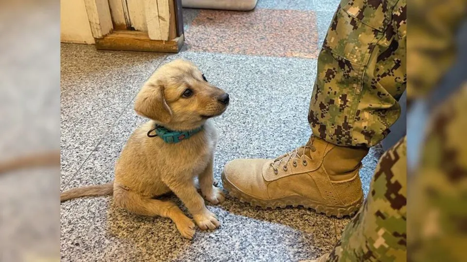Stray-Puppy-Enters-A-Naval-Base-And-Lands-Himself-The-Owner-He-Always-Wished-For