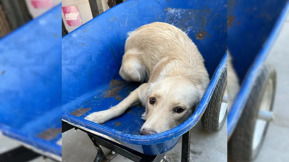 The-Pup-Who-Was-Taken-In-A-Wheelbarrow-To-Be-Put-Down-Gets-Rescued