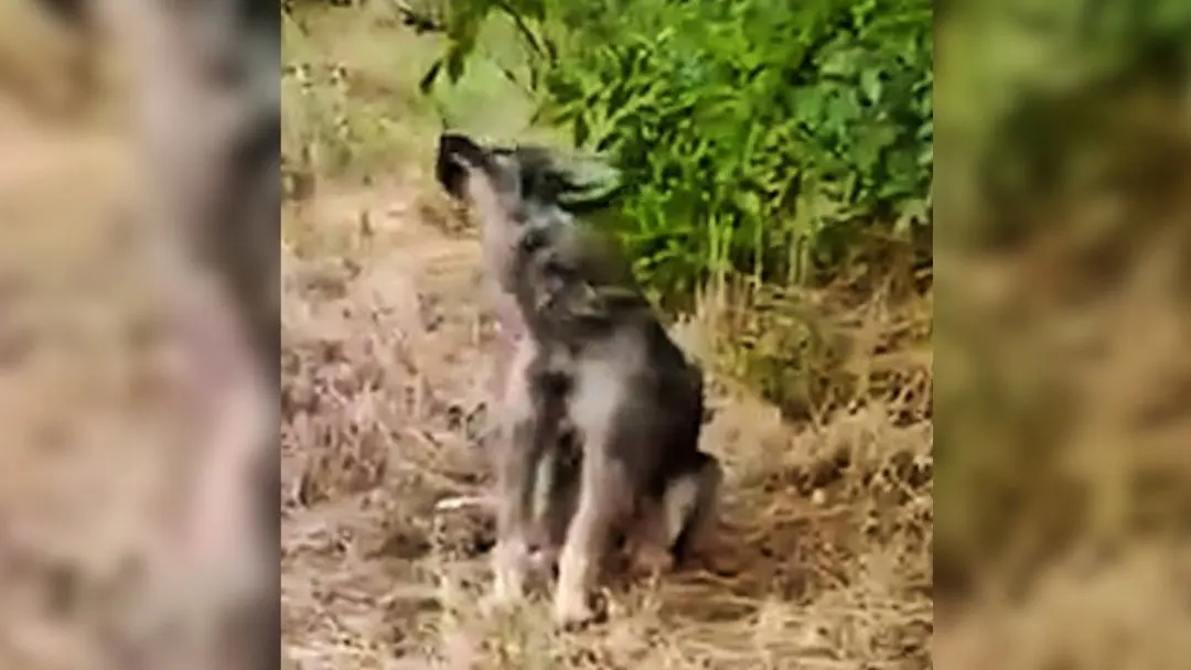 The-Sorrowful-And-Abandoned-Pup-Who-Kept-Howling-On-The-Side-Of-A-Road-Gets-Rescued