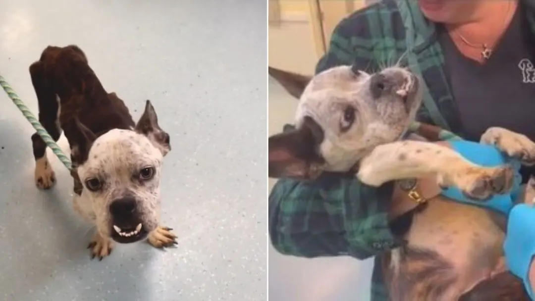 This-One-Year-Old-Dog-Looked-So-Old-After-Being-Neglected-For-So-Long