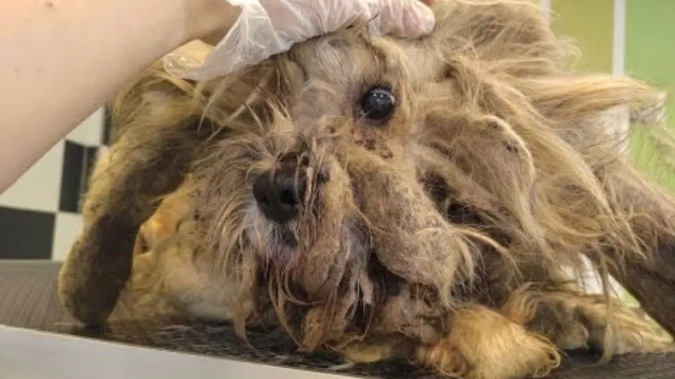 This-Poor-Dog-Was-Neglected-For-Years-Before-His-Amazing-Savior-Came-And-Rescued-Him