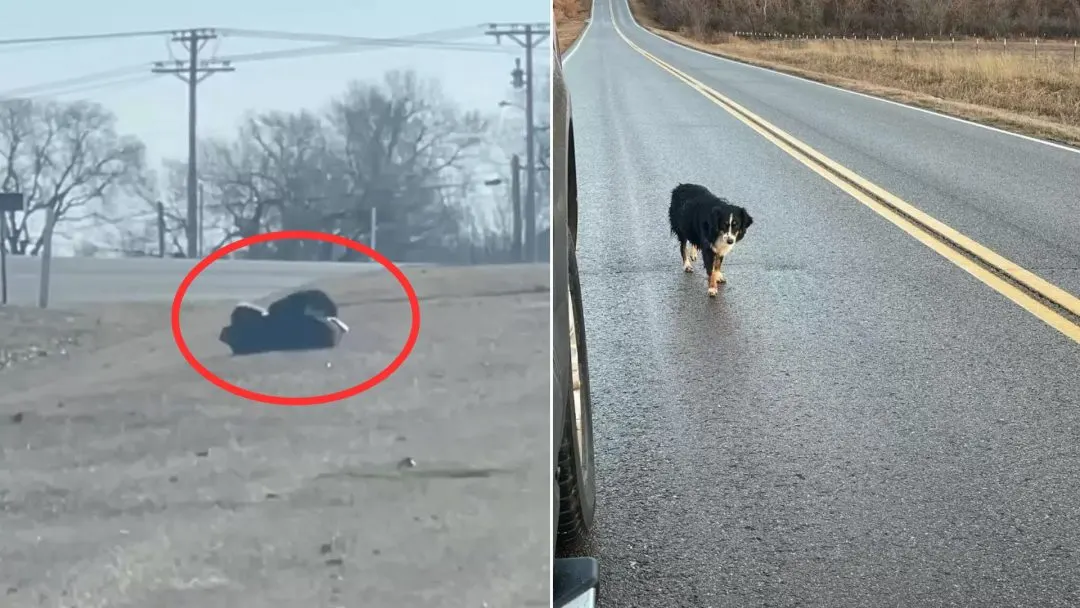 This-Stubborn-Dog-Who-Refused-To-Be-Rescued-Was-Hiding-An-Adorable-Secret