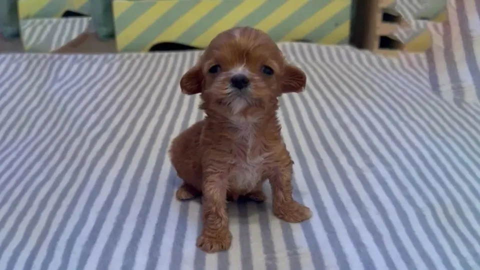 This-Sweet-Puppy-Was-Struggling-To-Put-On-Weight-But-Her-Rescuer-Was-There-To-Help-Her