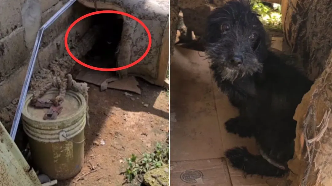 Tiny-Dog-Suffered-A-Lifetime-Of-Isolation-Chained-Under-A-Broken-Sofa