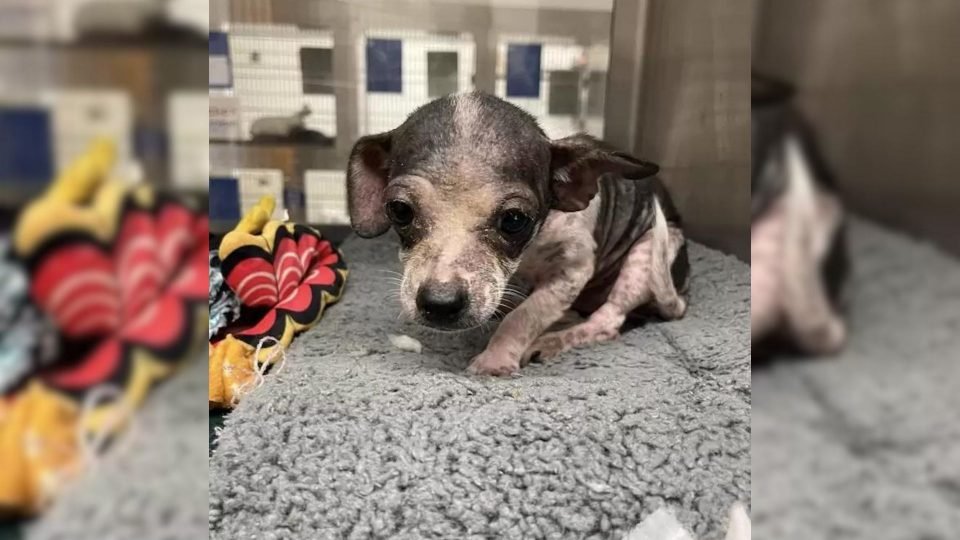 Tiny-Shelter-Chihuahua-Puppy-Gets-Showered-With-Love-And-Turns-Into-A-‘Different-Pup