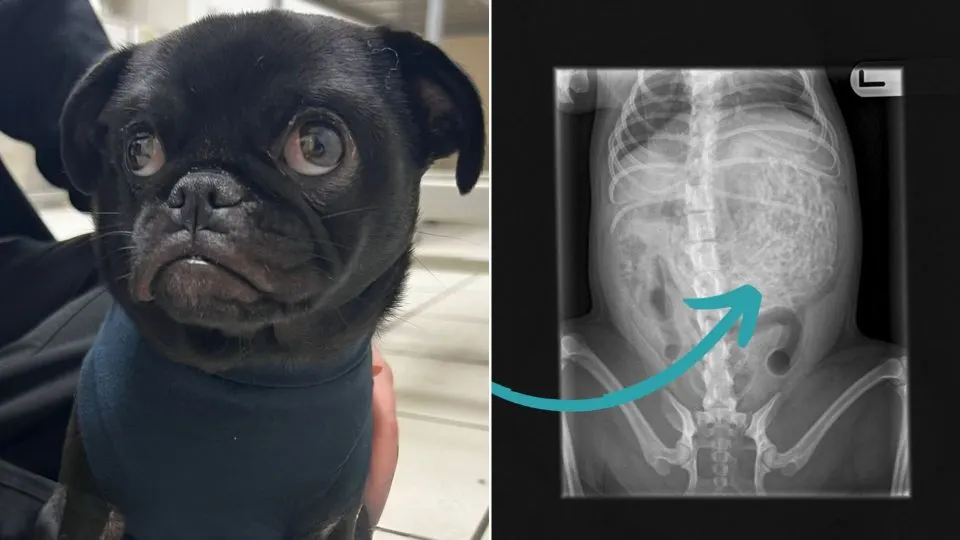When-Mom-Took-Her-Depressed-Dog-To-The-Vet-She-Couldnt-Believe-What-The-X-Rays-Found