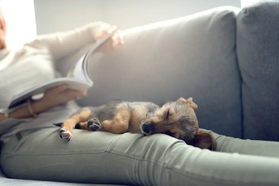 Why-Do-Dogs-Sleep-With-Their-Bum-Facing-You-10-Reasons-Why