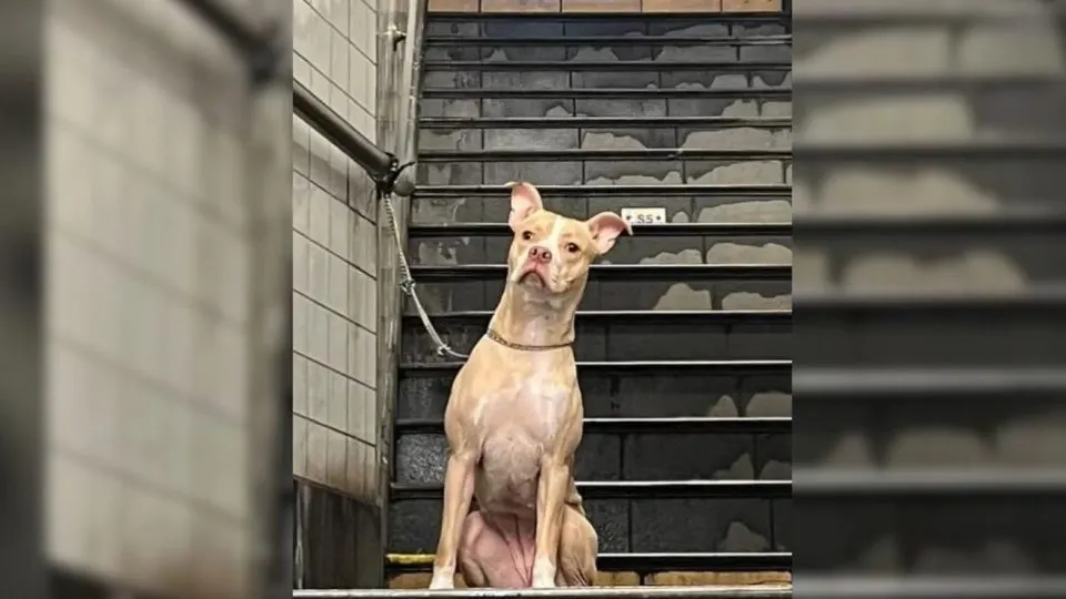 Woman From New York Was Shocked To Find Pup Tied To A Pole In Subway Station, So She Intervened