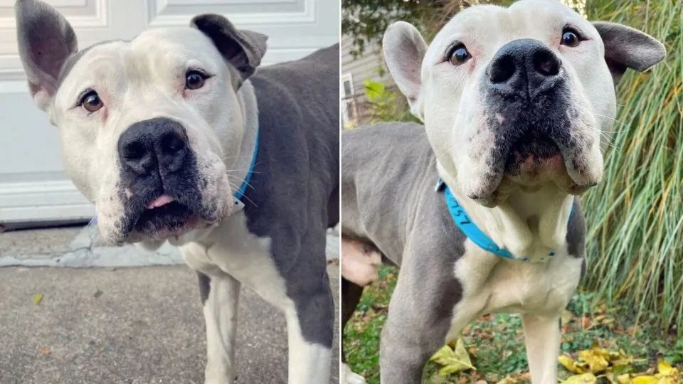 Woman Rushed To Shelter To Save A Dog From Euthanasia