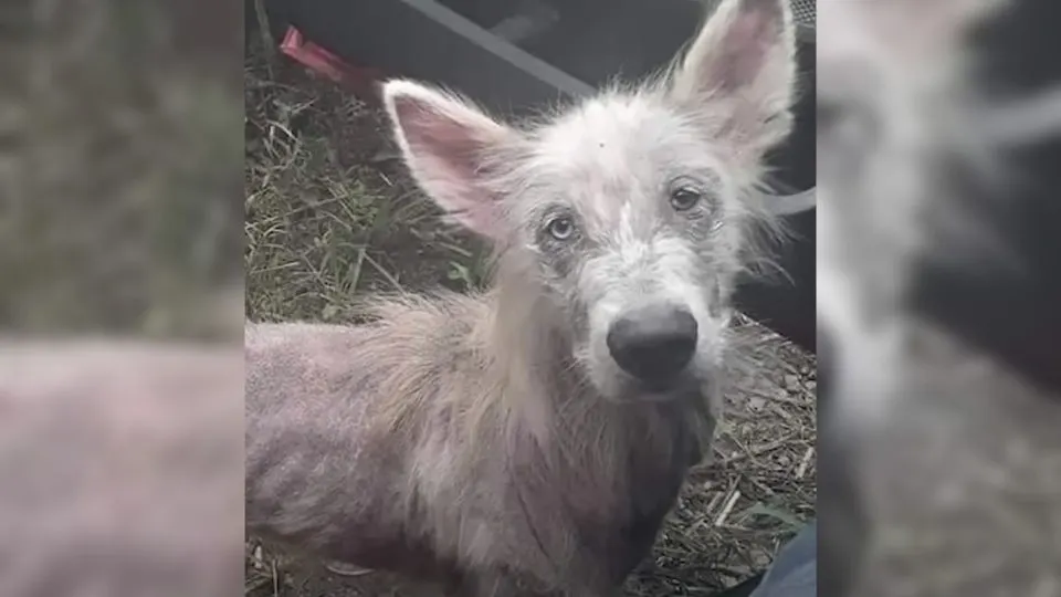 Abandoned And Starving Dog Comes Up To A Truck Driver And Asks To Be Rescued