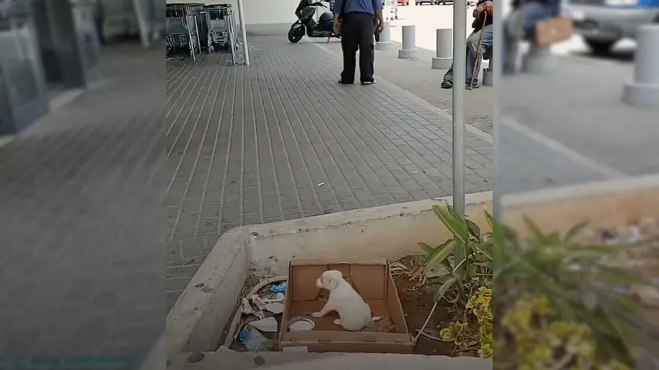 Starving Puppy Abandoned Near Supermarket Rejoices After Someone Special Decides To Help Her