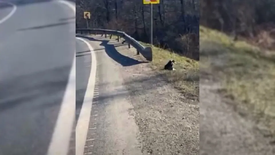Woman Immediately Stops Car After Hearing Mysterious Howls Coming From The Side Of The Road
