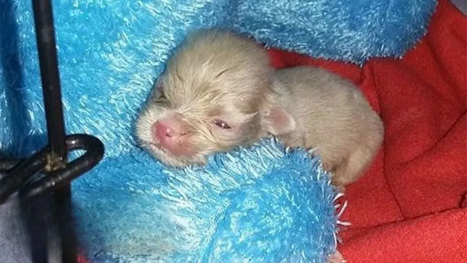 Rescuers Were Shocked To Find This Newborn Albino Puppy So They Rushed Him To The Clinic