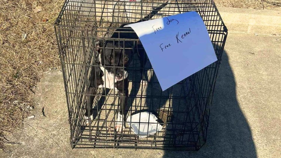 North Carolina Rescuers Discover Dog In Tiny Kennel With ‘Free’ Sign In The Middle Of A Highway