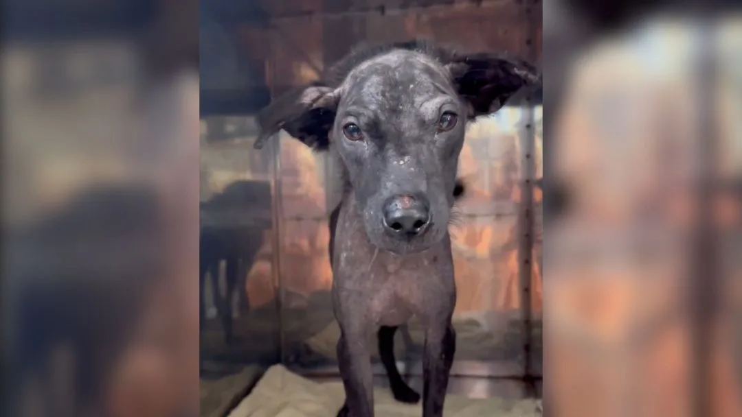 Heartbroken-Pup-Was-About-To-Leave-This-World-In-Pain-Then-A-Miracle-Happens