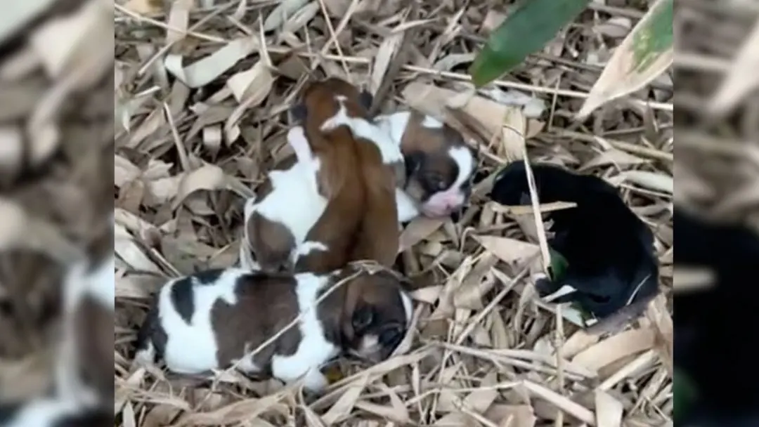 Hungry-Newborn-Puppies-Were-Crying-For-Their-Mom-And-Trembling-With-Cold-On-A-Pile-Of-Leaves